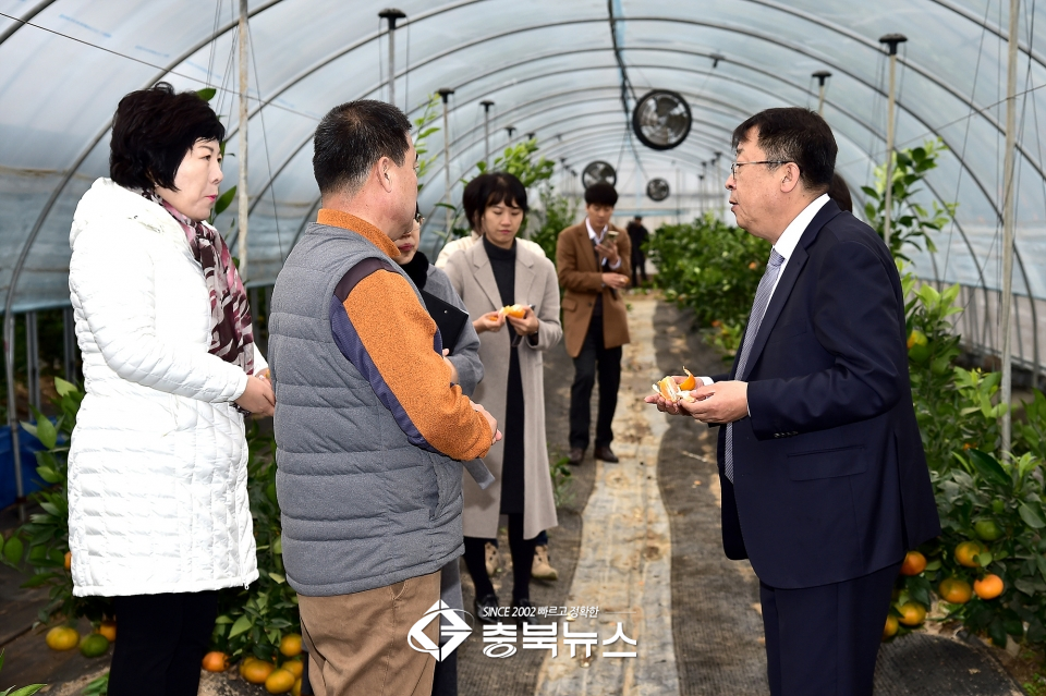 ▲이상천(오른쪽) 시장 등이 박호영씨 비닐하우스에서 수확한 만감류를 시식하고 있다. ⓒ제천시<br>