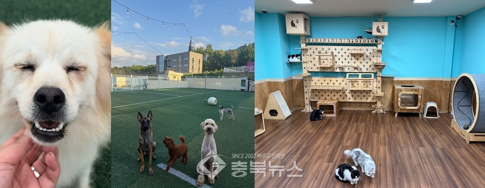 괜찮아 댕댕냥 강아지운동장 및 고양이방. ⓒ충북뉴스